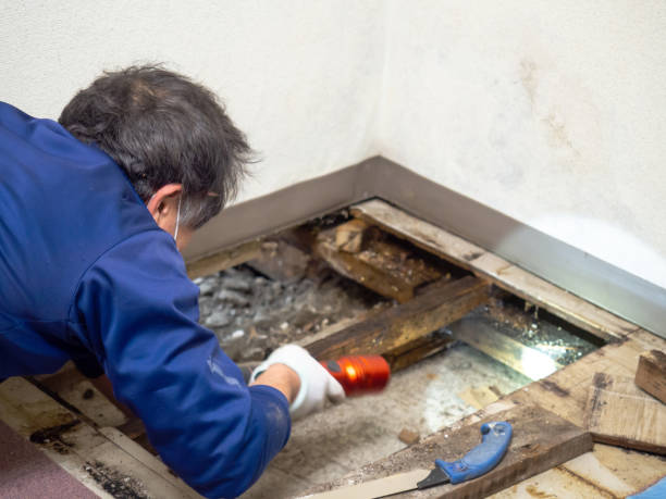 Mold Removal and Inspection in Dagsboro, DE