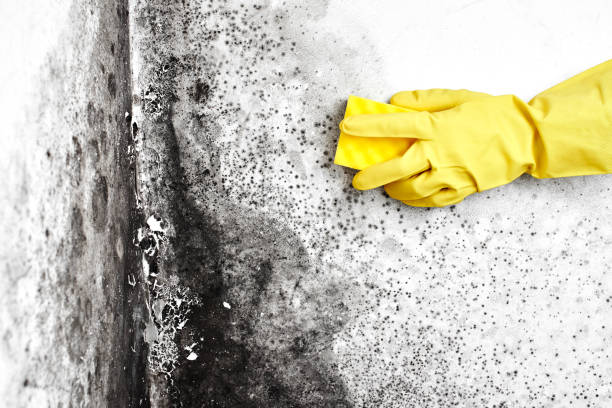 Best Mold Damage Repair  in Dagsboro, DE