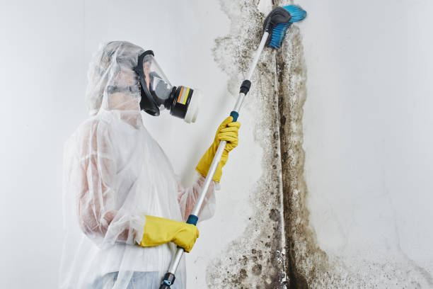 Best Commercial Mold Removal  in Dagsboro, DE