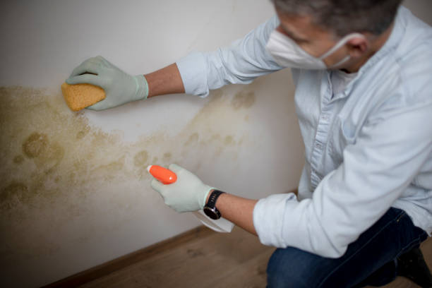 Best Certified Mold Removal  in Dagsboro, DE