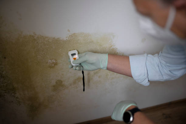 Best Mold Testing  in Dagsboro, DE
