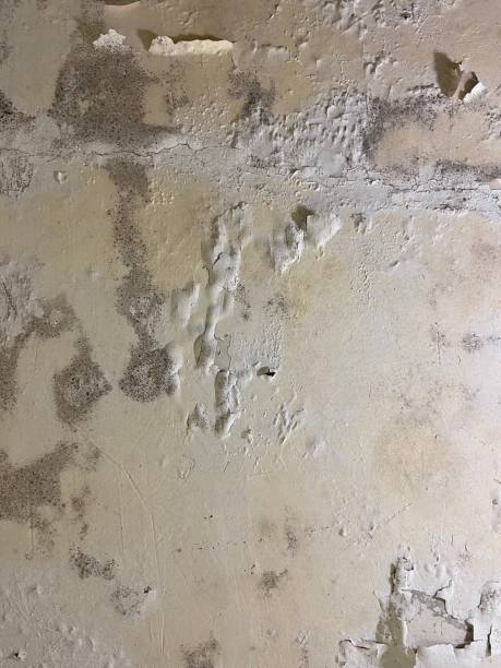 Best Fast Mold Removal  in Dagsboro, DE