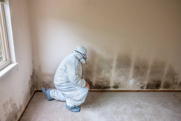 Best Black Mold Removal  in Dagsboro, DE