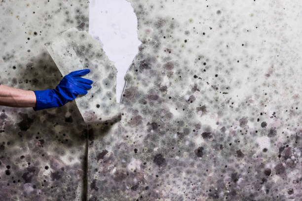 Best Crawl Space Mold Removal  in Dagsboro, DE