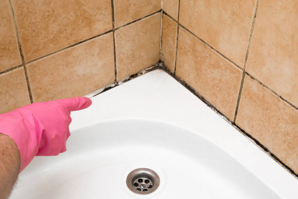 Mold Removal and Inspection in Dagsboro, DE